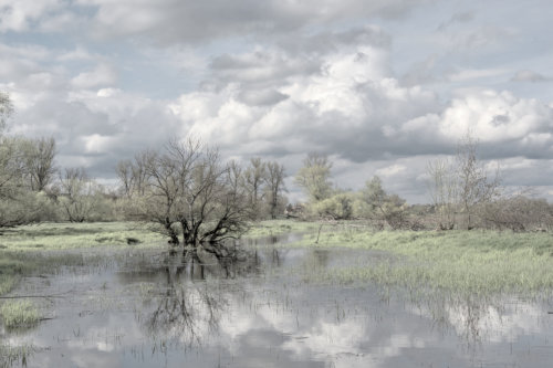 A flooded field bordered by trees, with grey clouds overhead